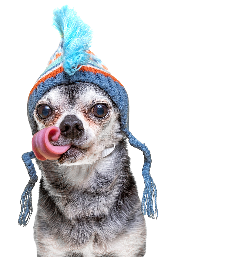 shutterstock_2269210683_edited-sized