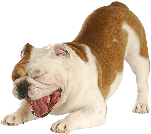 shutterstock_69210565_edited-sized