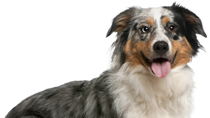 shutterstock_79919392_edited-sized